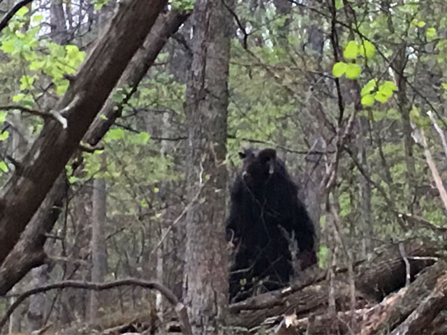 Goatman Ziegenmann wirklich total echt